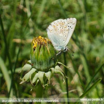 papillon azuré fringant sur pissenlit qui l'est moins