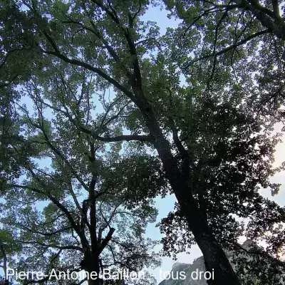 Spectacle sur l'aide à la parentalité sous les chênes de Saint Michel