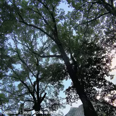 Spectacle sur l'aide à la parentalité sous les chênes de Saint Michel